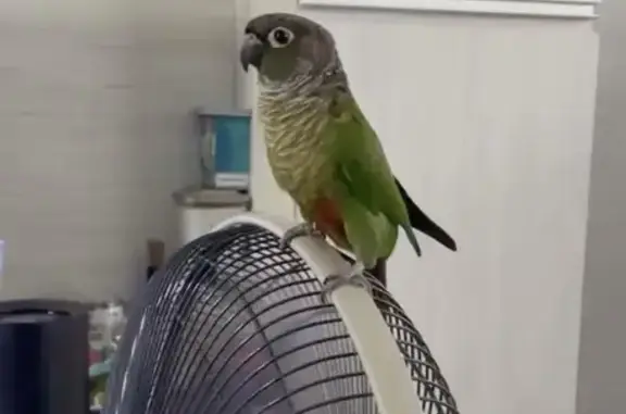 Lost bird, Tampines Street 86, Singapore, Hougang — male with an orange chest - photo