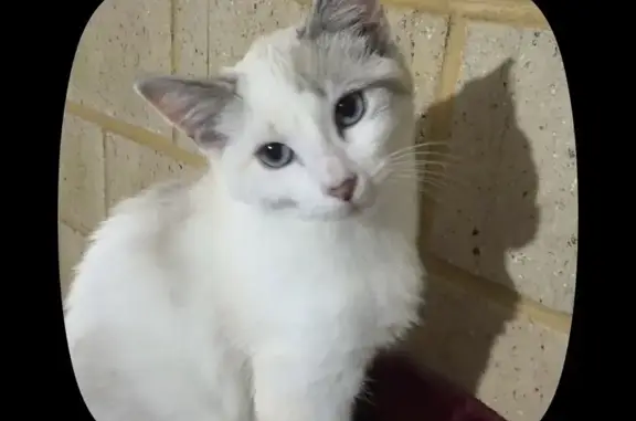 Lost pets Bassendean, photo: Lost cat, female, Shelduck Crescent, 23, Swan, Bassendean — white fur and blue eyes