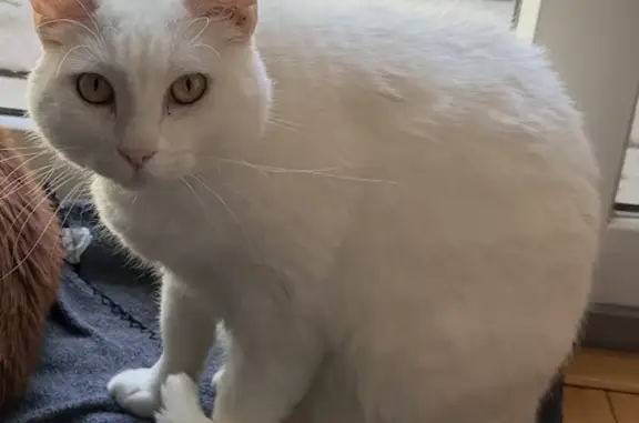 Lost pets Ruislip, photo: Lost cat, Crown Street, 68, Birmingham, Ruislip — female, all-white with yellow eyes