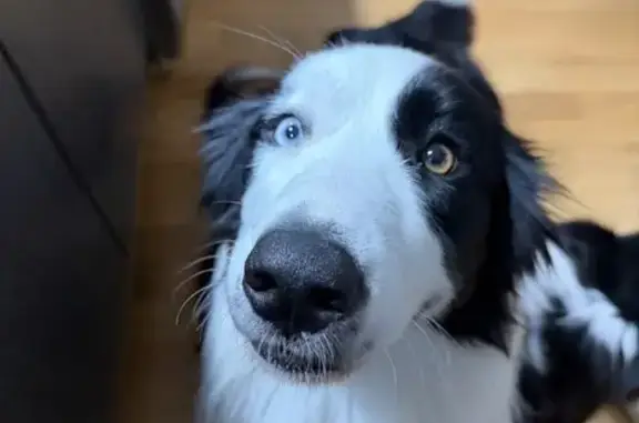 Missing dog Mandurah, photo: Lost dog, Korong Road, 23, Rockingham, Mandurah — black-and-white Border Collie