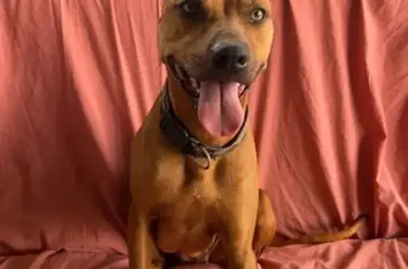 Missing dog Bohle Plains, photo: Lost dog, Jefferson Crescent, 13, Townsville, Bohle Plains — tall female with long legs