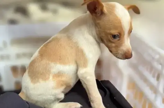 Perro perdido, Calle Guixer, 8, El Paraiso, Cambrils — hembra de 2 meses - photo