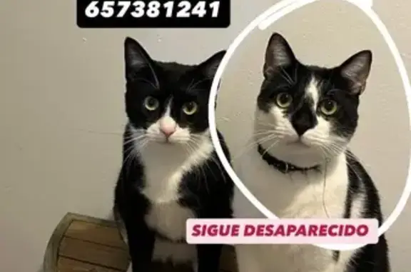 Gato perdido, Doñana, 1, Atarf...