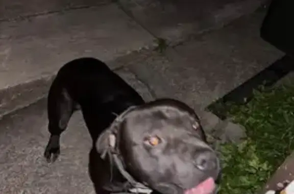Lost male dog, Wollongong, New South Wales, Quirindi — big boof head - photo