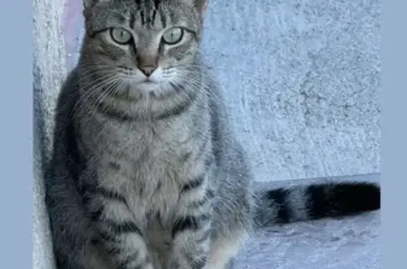 Gato perdido, Calle de Montejurra, Alcantarilla, Murcia — macho pequeño y amigable - photo