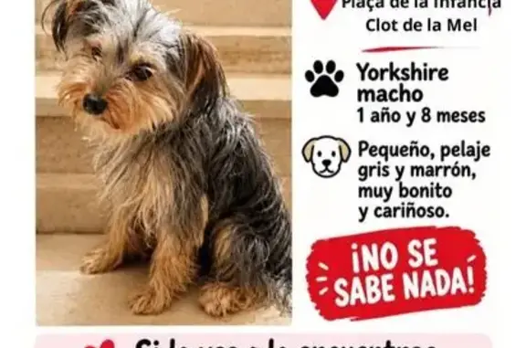 Perro perdido, Carrer del Concili de Trento, 216, Barcelona — Yorkshire asustadizo - photo