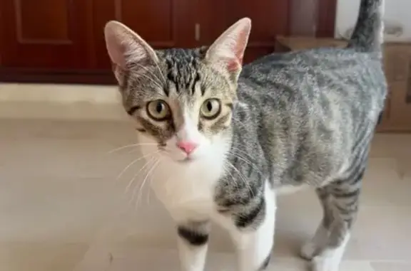 Gato encontrado Sevilla, foto: Gato encontrado, Calle Hernando del Pulgar, 11, Sevilla — europeo y atigrado