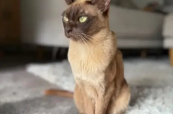 Lost female cat, Belgrave-Hallam Road, 178, Narre Warren North – very small Burmese with light green eyes - photo