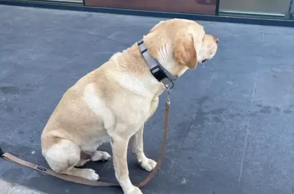 Perro encontrado, Calle Nuestr...