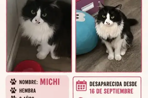 Gato perdido, Carrer de Valènc...