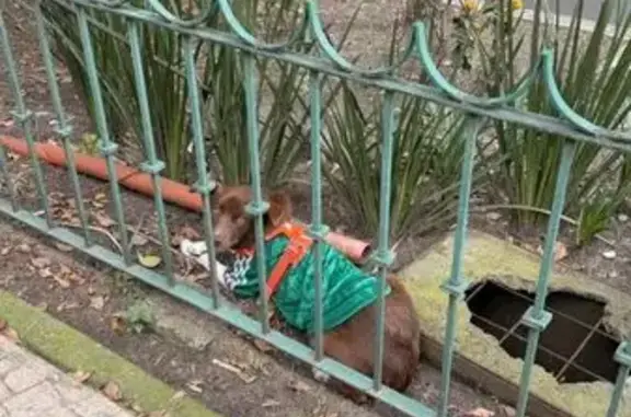 Perrito tipo Border Colie café con blanco con playera de México y arnés naranja está en el camellón de Av. Nuevo León echado en la jardinera sin correa ni dueño.