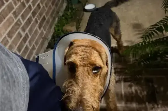 Found dog Missouri City, photo: Found dog, Deerpark Drive, 10327, Missouri City — male with a cone