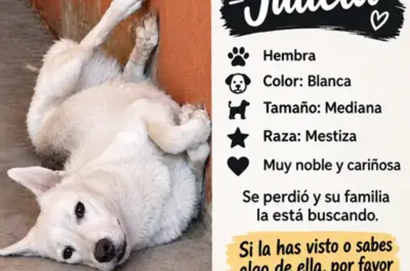 Perro perdido, hembra, Mora, 415, Chihuahua, Chihuahua — sin collar - photo