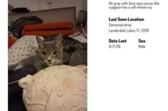 Found cat Miami, photo: Found cat, Somerset Drive, 2821, Lauderdale Lakes, Miami — soft cry and affectionate nature