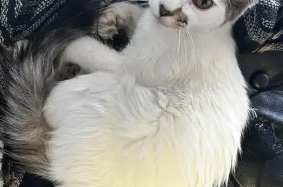 Found cat Broken Arrow, photo: Found cat, male, South Aspen Avenue West, Broken Arrow — about 5 months old