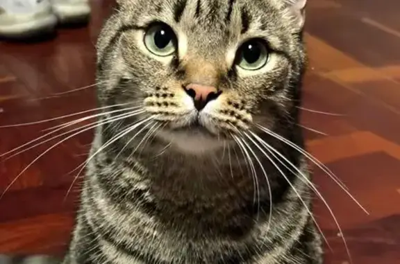 Lost cat, Camden Street, Cape Town — male, very shy of strangers - photo