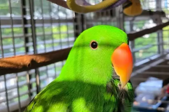 Lost bird, Woodlands Street 41, Hougang - male with green feathers - photo