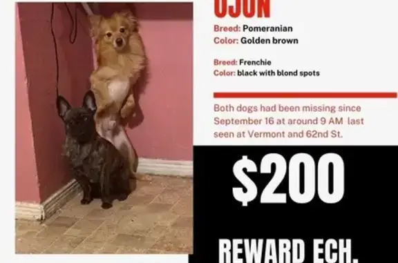 Lost male dog, West 62nd Street, 919, Los Angeles — golden-brown fur - photo