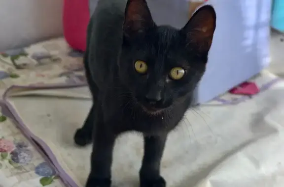 Encontrado gato macho, A-348, 19A, Lanjarón, Motril — pequeño y cariñoso - photo
