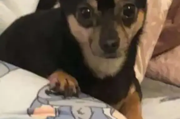 Lost dog, Herries Road, 556, Wadsley — small male Jack Russell–Chihuahua mix - photo