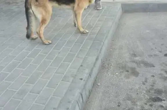 Знайдені тварини Коростень, фото: Знайдена собака, Ковельська вулиця, 56, Коростень — самець