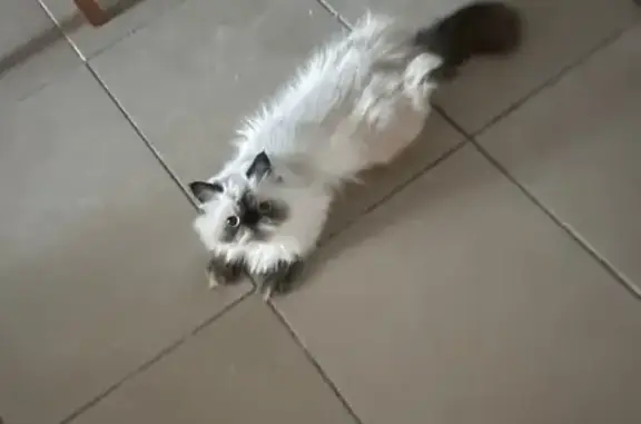 Gato perdido, hembra, Calle Ma...
