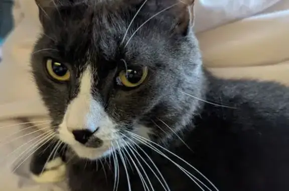 Lost cat, Luray Street, 22, East Providence — male tuxedo cat with a gray spot near his nose - photo