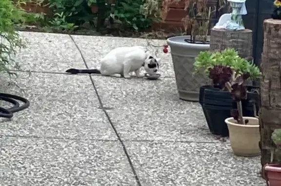Found cat Arlington, photo: Found cat, Sheraton Drive, Sunnyvale, Arlington — white cat with black spots on face