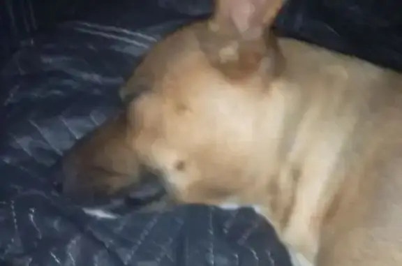 Lost dog, female, Atlantic Street, 3450, Los Angeles — golden coat and facial mole - photo