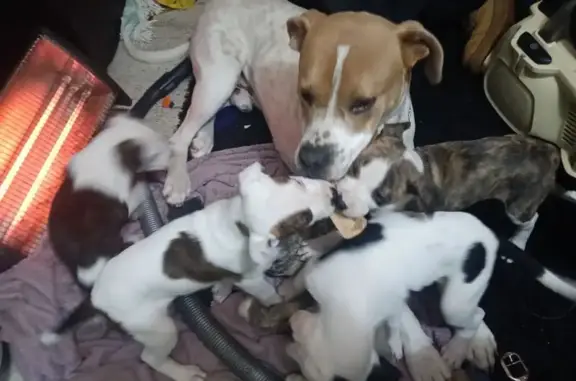 Lost Dog, Mindarie Drive, 42, Wanneroo — male, brindle and white - photo