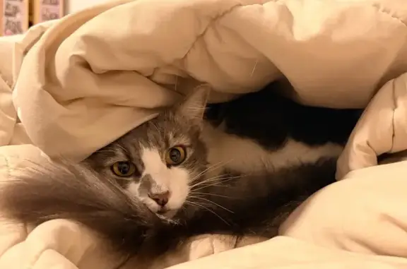 Lost Cat, Muscatel Avenue, 2526, Rosemead — yellow eyes and a star-shaped white patch - photo