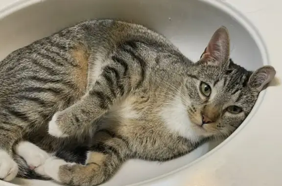 Missing cat Portland, photo: Lost female cat, Southeast Tacoma Street, 3110, Portland — white paws and neck