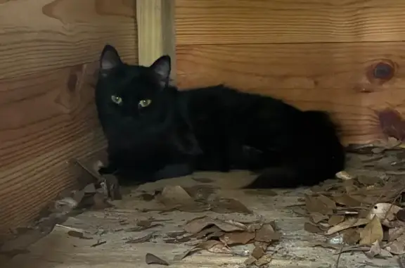 Found cat Pace, photo: Found cat, West Spencer Field Road, 5417, Pace — affectionate female