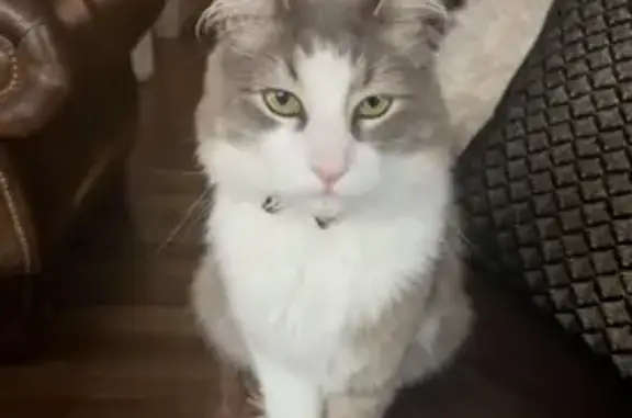 Lost pets Hobsons Bay, photo: Lost cat, The Old Ford, 2, Wyndham City, Hobsons Bay — grey and white domestic long hair