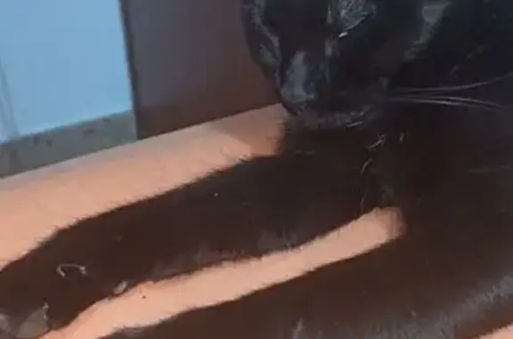 Gato perdido, Calle Pierre Gassier, 24, Zaragoza — negro, de año y medio - photo