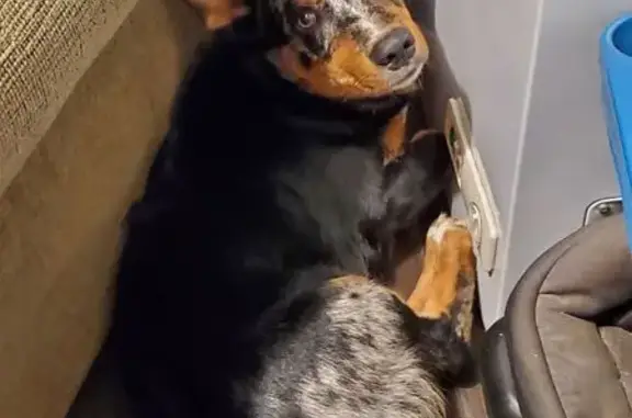 Lost male dog, Westview Drive, 10103, Lexington, Oklahoma City — Auggie with white facial stripe - photo