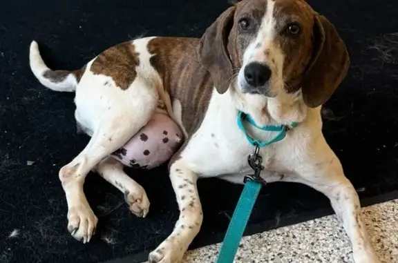 Lost female dog, Decatur, Tennessee, Athens — 13-year-old senior with a large hernia - photo