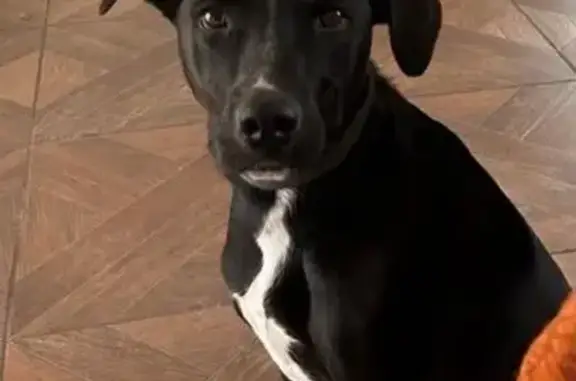 Perros perdidos, Santiago de Queretaro, foto: Perro perdido, Calle Fray Antón de Mortecinos, Santiago de Querétaro, Santiago de Queretaro — se llama Taquito
