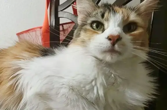 Missing cat Millcreek, photo: Lost female cat, 4050 South, 552;560, Millcreek — white, orange and black/gray fur