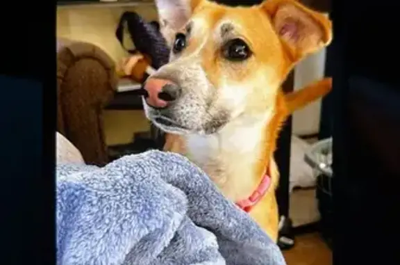 Lost Dog, female, Griswold Street, Jackson, Detroit — scared of new people - photo