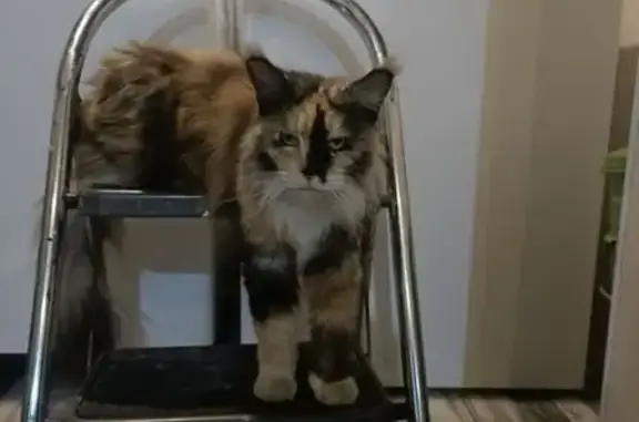 Lost cat, female, Loeloeraai Street, 18, Cape Town, Kraaifontein — chipped - photo