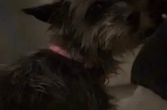 Lost Dog, Mabel Street, 602, Richmond, Houston — female with black-and-white fur - photo