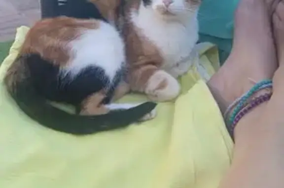 Gato perdido, Juan de Garay Kalea, 6, Bilbao, Madrid — gata calicó y asustadiza - photo