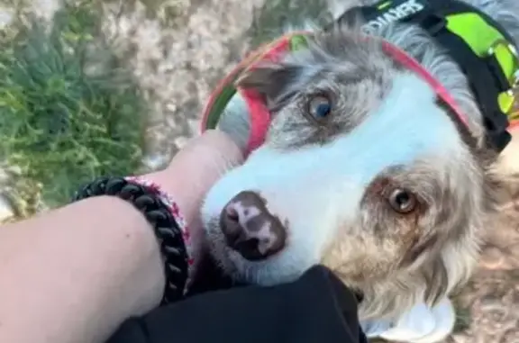 Perro perdido, Carrer Pica d'Estats, 96, Sant Fruitós de Bages, Manresa — hembra border collie muy asustadiza - photo