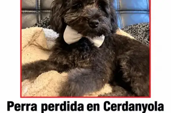 Perro perdido (hembra), Avinguda de Guiera, Cerdanyola del Vallès, Barcelona — se asusta fácilmente - photo