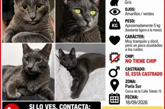 Animales perdidos Madrid, foto: Gato perdido, Calle Toledo, 15, Parla, Madrid — gris, con ojos amarillos verdosos