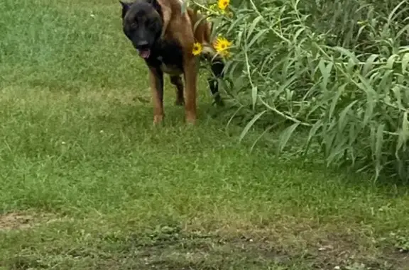 Found dog Westmont, photo: Found dog, West Naperville Road, 41, Westmont, Westmont — male Belgian Malinois or German shepherd