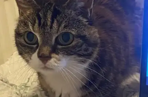 Lost cat, Plains Farm, Sunderland — female tabby with white belly - photo