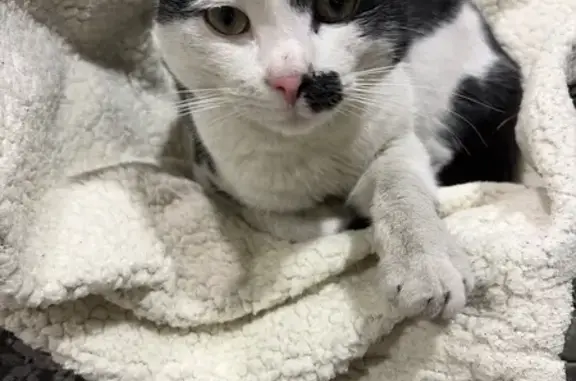 White and black cat, very friendly