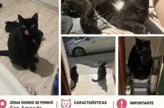 Gato perdido, macho, Carrer de Formentor, 93, Inca — ojos verdes y mancha blanca - photo
